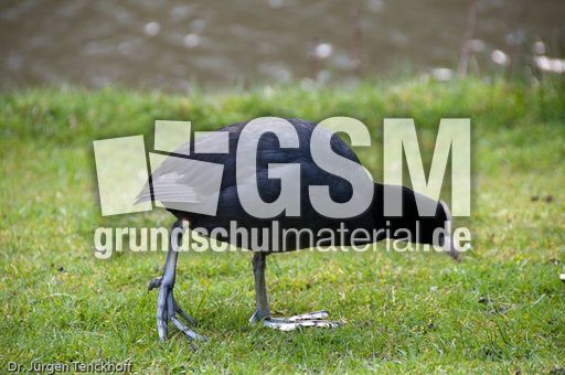 Bläßhuhn (6 von 8).jpg